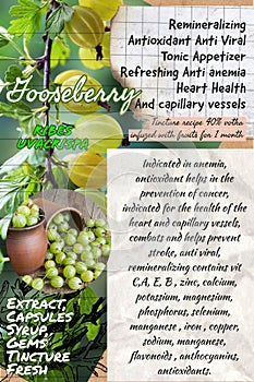 Gooseberry herbalist notebook page idea