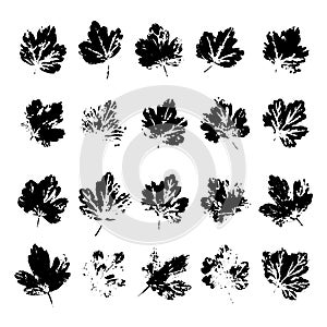 Gooseberry Leaves Black Prints Set