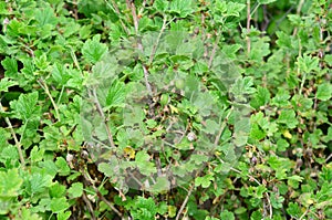 Gooseberry mildew can affect all parts of the plant. There are two serious problems with Gooseberry Mildew and Gooseberry Sawfly