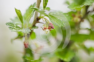 gooseberry, Ribes uva-crispa blooming in spring. flower Ribes grossularia close-up against background of leaves. Branches and