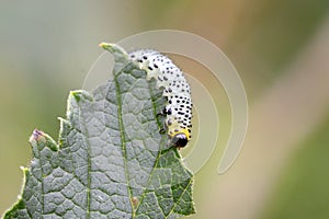 Gooseberry sawfly catepillar