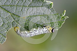Gooseberry sawfly catepillar