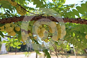 The gooseberry, the sour fruit on the tree is very fruitful. Selectable focus