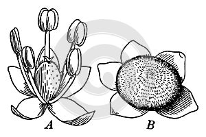 Goosefoot vintage illustration