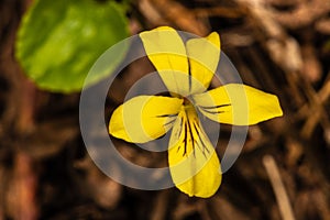 Goosefoot Violet