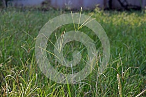 Goosegrass, major weed in field crops.