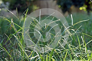 Goosegrass, major weed in field crops.