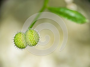 Goosegrass seeds macro, Galium aparine.