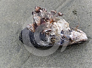 Gooseneck Barnacles photo