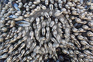 Gooseneck Barnacles (Pollicipes polymerus)