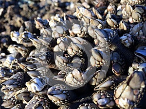 Gooseneck Barnacles in Sunshine