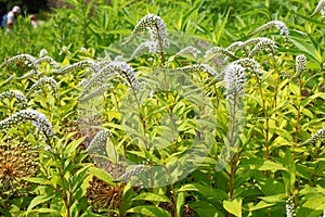 Gooseneck - Loosestrife - Lysimachia photo