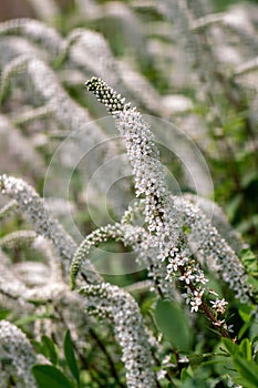 Gooseneck loosestrife white blossoms in summer