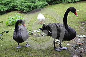 Three geese walking on a grass