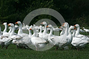 Gooses photo