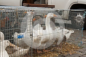 Gooses on the animal market in Mol, Belgium