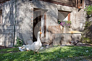 Gooses and chicken photo