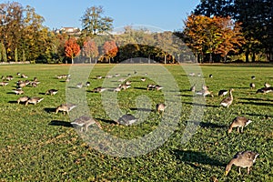 Gooses and colors of Fall in Parc de la Tete d Or