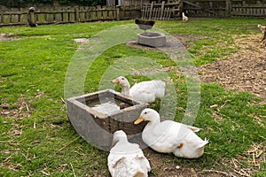 Gooses drinking water photo