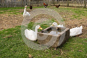 Gooses drinking water photo