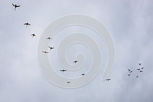 Gooses in Iceland