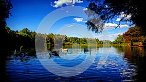 Gooses in the lake photo