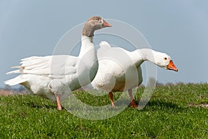 Gooses in landscape photo