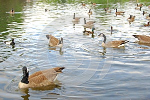 Gooses in the park photo