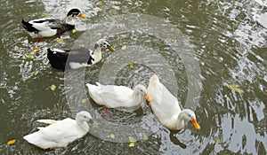 Gooses on a pool