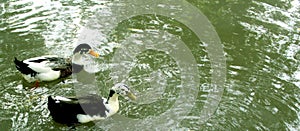 Gooses on a pool photo