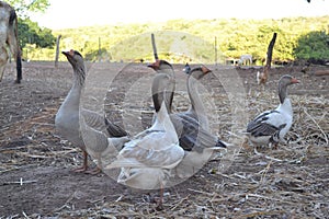 Gooses in the straw