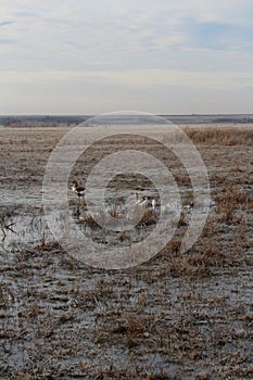 Gooses on swamp trying fly