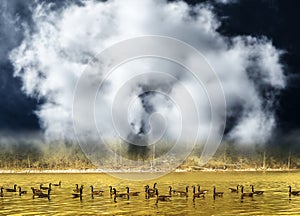 Gooses swimming on golden pond