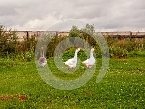 Gooses with yellow beaks and orange legs on green grass