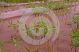 Gooseweed, broadleaves weed in rice