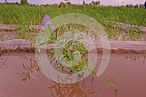 Gooseweed, broadleaves weed in rice