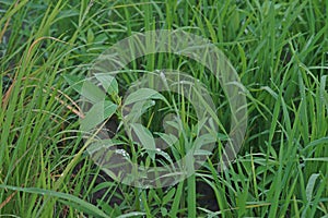 Gooseweed, broadleaves weed in rice