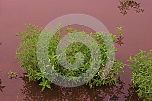 Gooseweed, broadleaves weed in rice and wet land