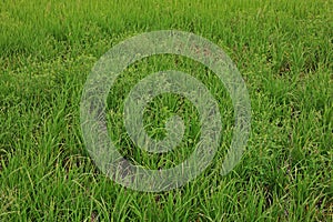 Gooseweed, broadleaves weed in rice and wet land