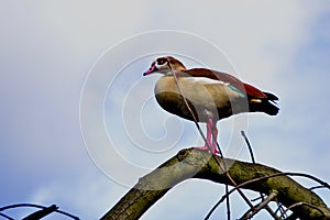 Goosey Goosey gander where shall I wonder