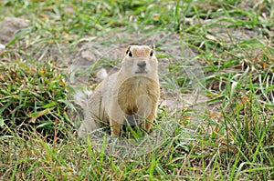 Gopher