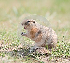 Gopher