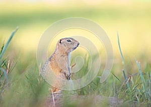 Gopher