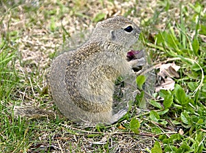 Gopher 4