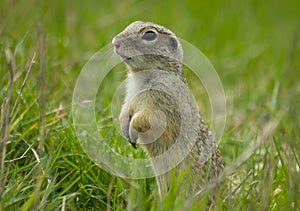 Gopher