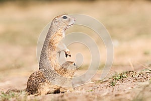 Gopher