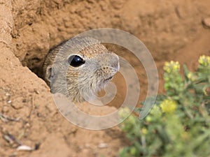 Gopher