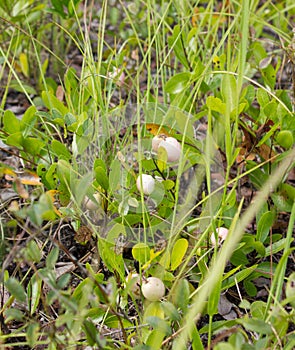 Gopher apple plant (Licani michauxii)