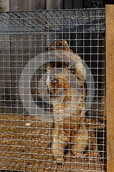 Gopher in the cage