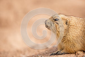 Gopher Closeup With Copy Space